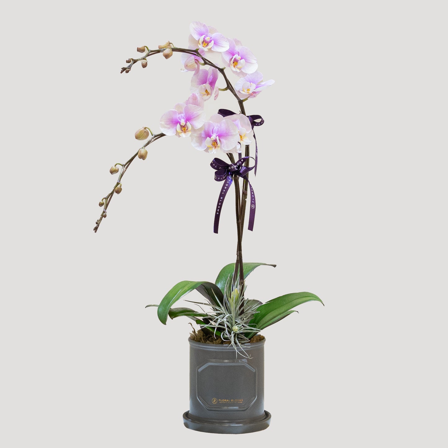 蘭花Orchid 2 stem
