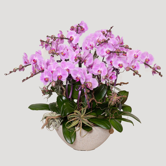 蘭花Orchid 16 stem