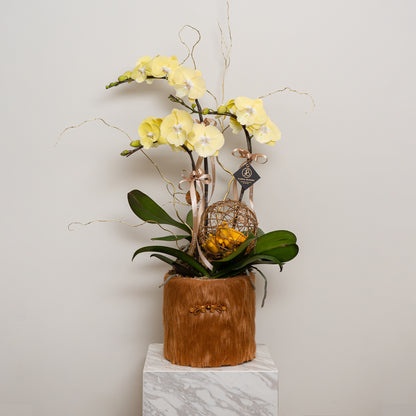 賀年蘭花 3菖-Orchid 3 stem