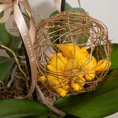 賀年蘭花 3菖-Orchid 3 stem