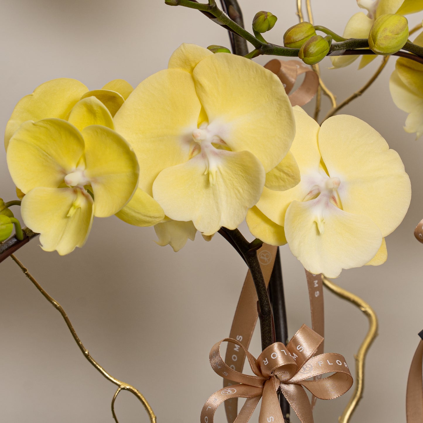 賀年蘭花 3菖-Orchid 3 stem